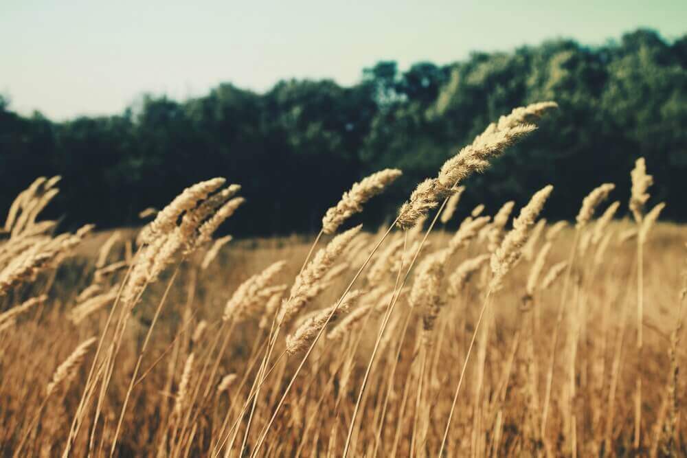 wheat grain field smaller