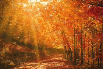 Weekend Links: Sweet Potato Pie, DIY Fall Crafts, & Holiday Hacks 1