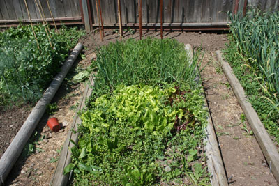Carrots,-lettuce,-onions,-spinach-early-June