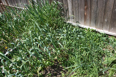 Garlic,-kale-and-onions-early-June