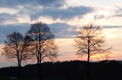 Sunrise through trees