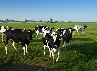 Cows in field