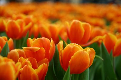 Field of orange tulips