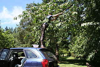 Ryan-picking-cherries-4