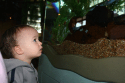 Caden-stares-at-fish-tank