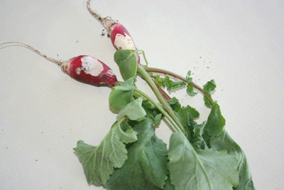 First-radishes