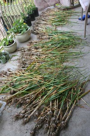 Long-stretch-of-garlic