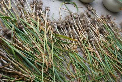 garlic-on-patio