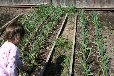 Garlic-in-late-april