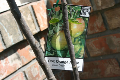 Apple-tree-tag