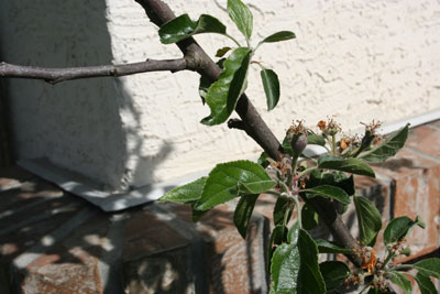 Apple-tree-first-teeny-apple