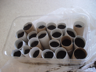 Toilet-paper-roll-seedlings