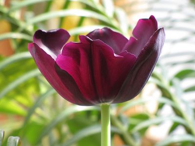 Opening purple tulip