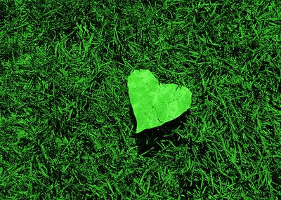 Green grass with heart