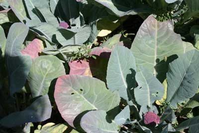 Purple-cauliflower-heads-late-july-garden