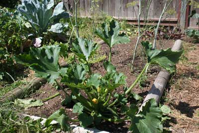 Zucchinni-late-july-garden