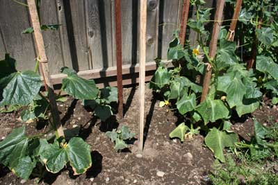 Cucumbers-late-july-garden