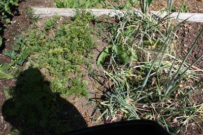 Carrots-and-onions-late-july-garden