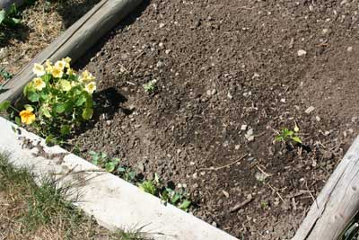 Pepper-and-watermelon-late-july-garden