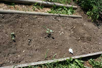 Delicata-squash-and-pumpkin-late-july-garden