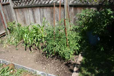 Corn,-tomatoes,-potatoes-late-july-garden