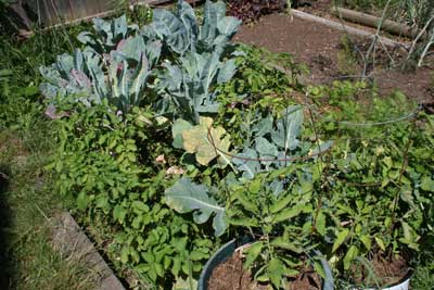 Cauli,-potatoes-and-tomatoes-late-july-garden