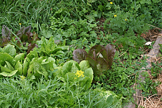 Greens-and-carrots