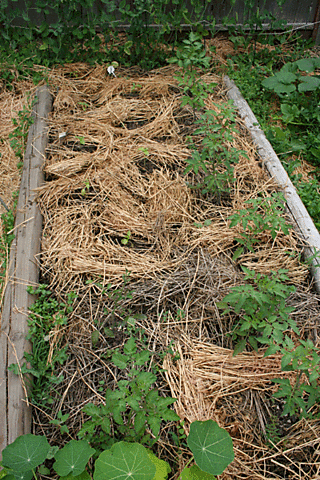 Tomato-and-peppers