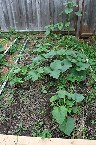 Corn-and-squash