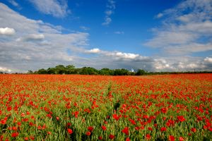 Poppies and blue sky