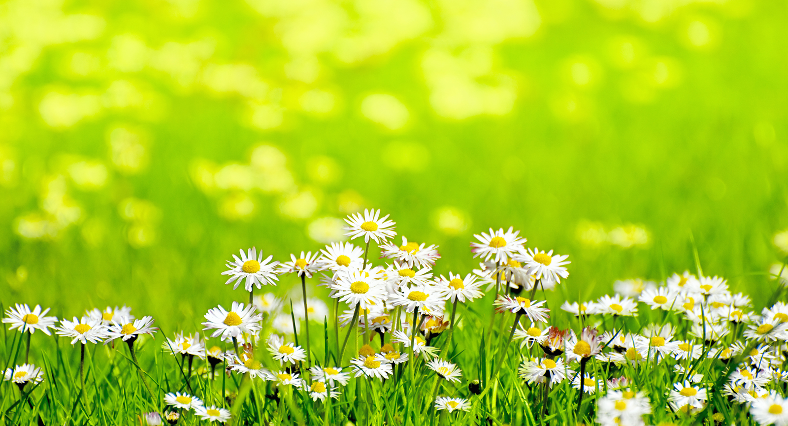 Field of daisies