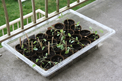 Broc-and-caul-seedlings-hardening