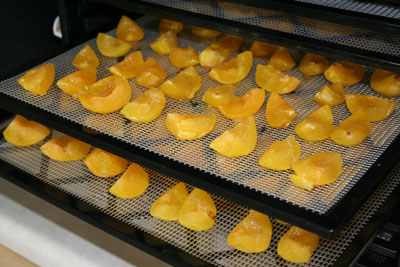 Dehydrating-plums