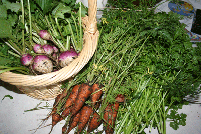 Last-garden-fall-harvest