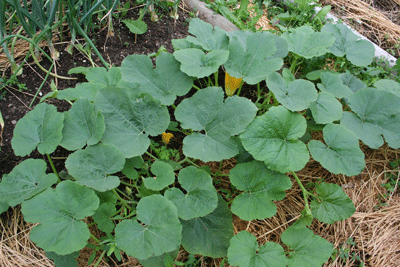 Me vs. the Powdery Mildew - Keeper of the Home