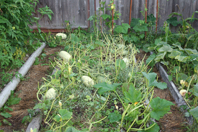 No-leaf-squash-plants