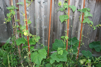 Cucumbers-early-sept