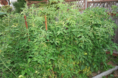 Large-tom-plants-before-ripe