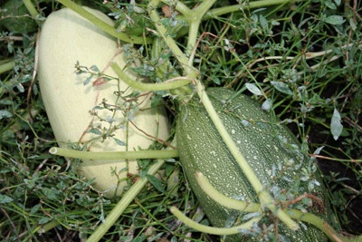 Mystery-squash-and-spaghettti