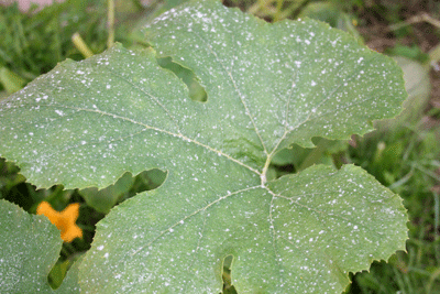 Mildew-squash-leaf