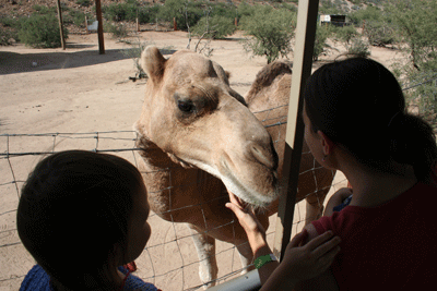 Feeding-humphrey-the-camel