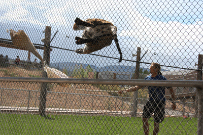 Tiger-flying-off-fence