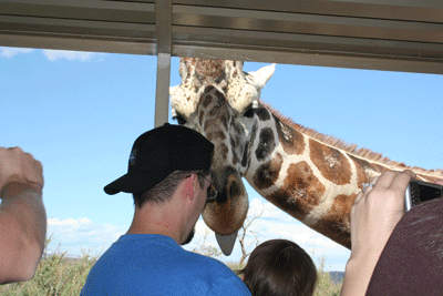 Ry-feeds-kibo-the-giraffe