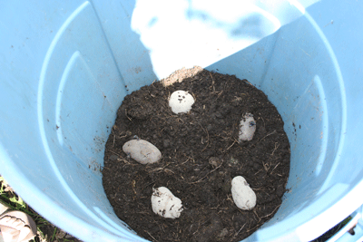 Potatoes-planted-in-garbage-can