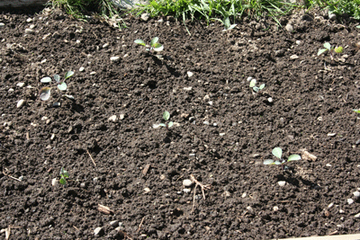 Happy-cauliflower-seedlings-in-garden