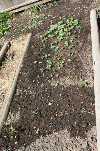 Peas,-herbs,-turnips-sprouting-unevenly