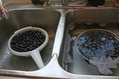 Blueberries-in-sinks