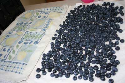 Blueberries-drying-on-towels
