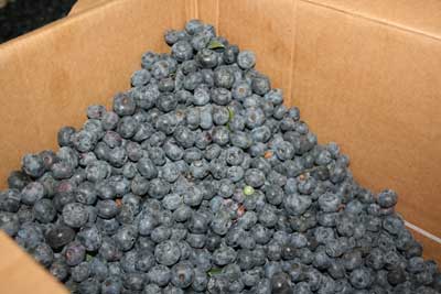 Blueberries-in-box