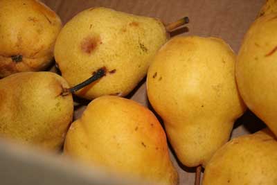 In Season: Bartlett pears a fleeting ripe treat in Sonoma County